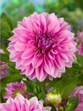 Dahlia Lavender perfection