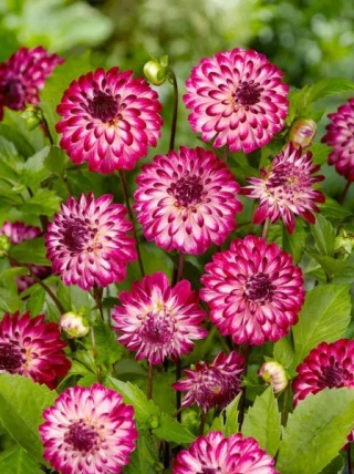 Dahlia Little robert