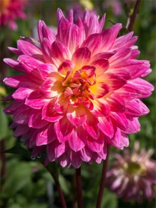 Dahlia Magic sunrise