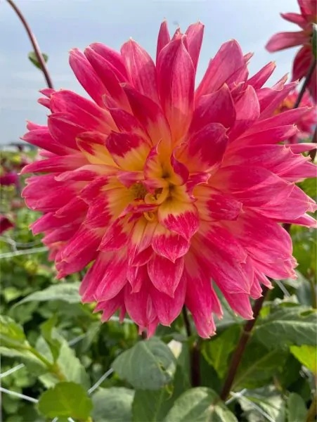 Dahlia Magic sunrise