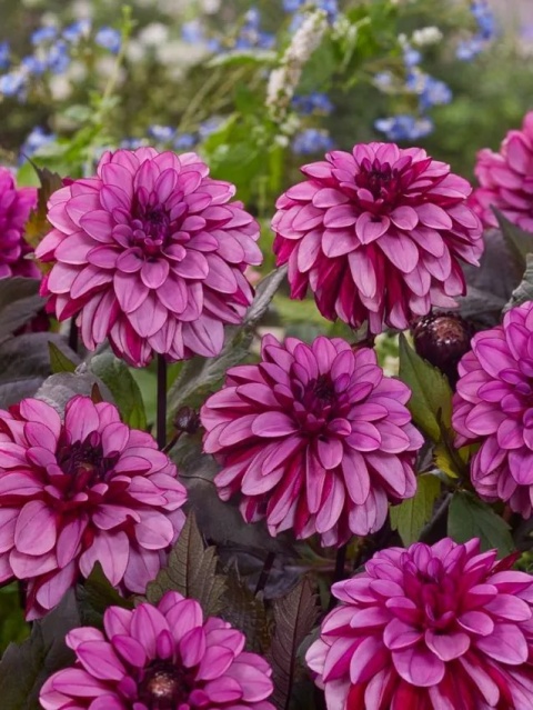 Dahlia Melissa anna marijke