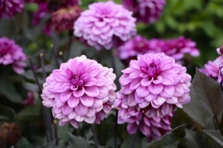 Dahlia Melissa anna marijke