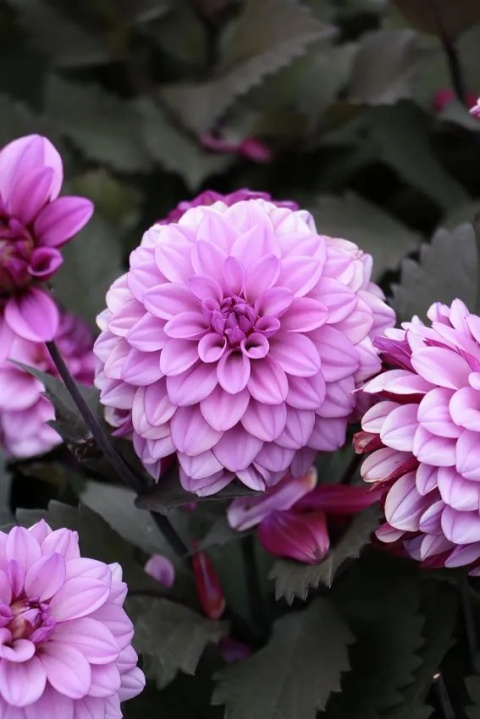 Dahlia Melissa anna marijke