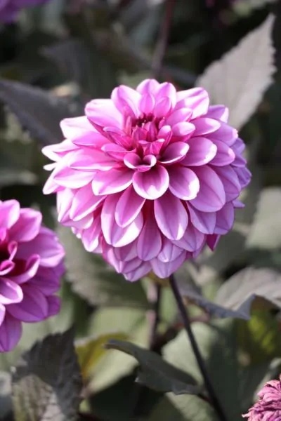 Dahlia Melissa anna marijke