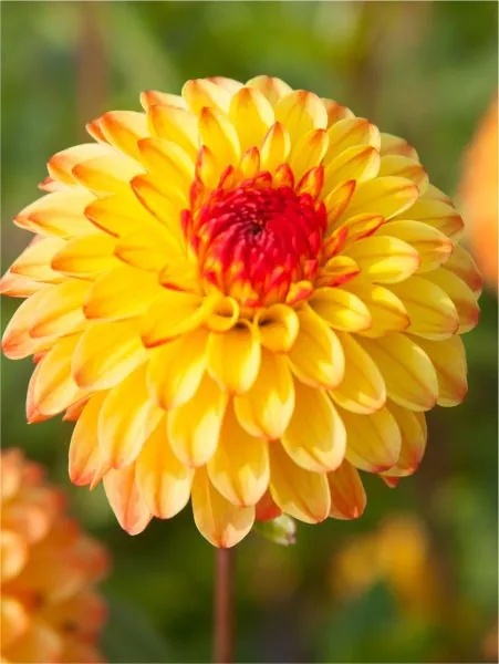 Dahlia Mardy gras us