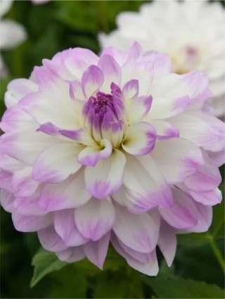 Dahlia Miss delilah