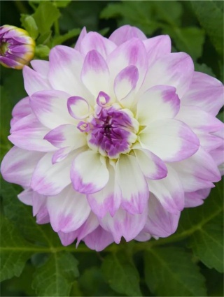 Dahlia Miss delilah