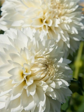 Dahlia Myama fubuki