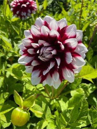 Dahlia Mystery day