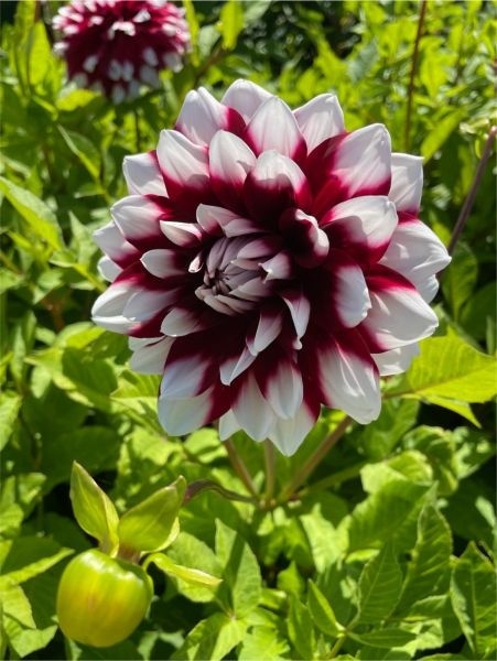 Dahlia Mystery day