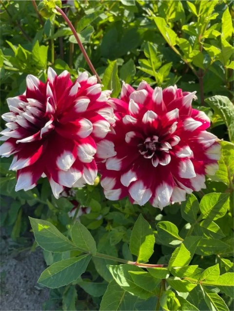 Dahlia Mystery day