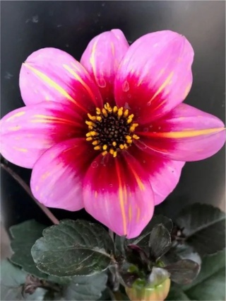 Dahlia Neon flair