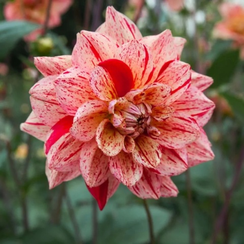 Dahlia Nonette