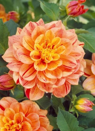 Dahlia Nonette