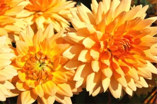 Dahlia Noordwijks glorie