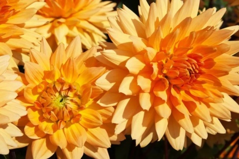 Dahlia Noordwijks glorie