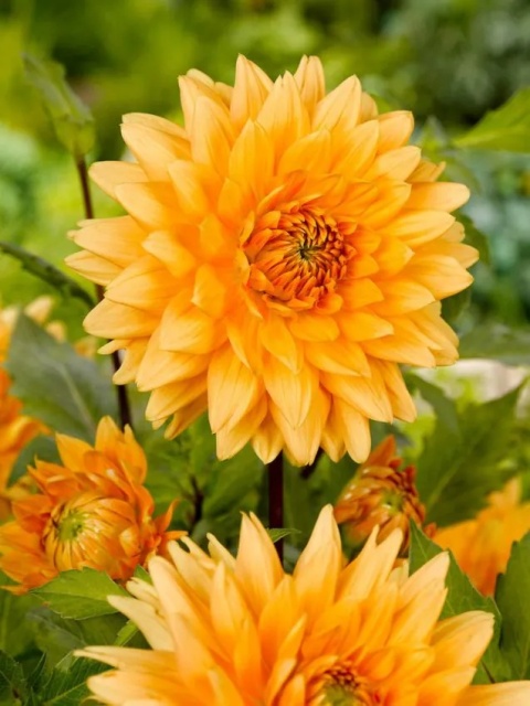 Dahlia Noordwijks glorie