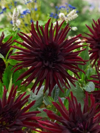Dahlia Nuit d'ete