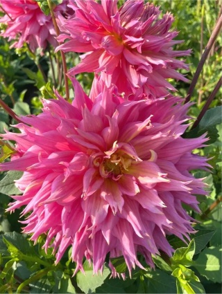 Dahlia Omega