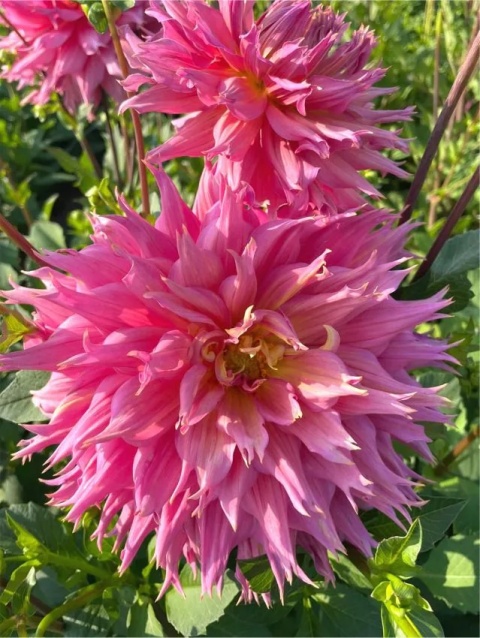 Dahlia Omega