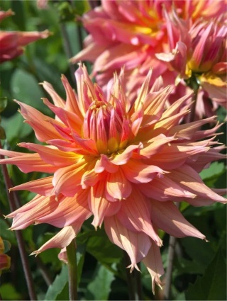 Dahlia Omega
