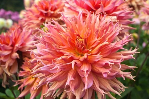 Dahlia Omega