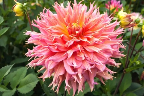 Dahlia Omega