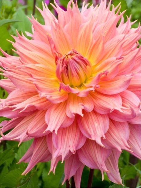 Dahlia Omega