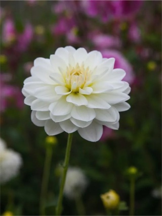 Dahlia Onesta