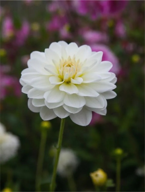 Dahlia Onesta