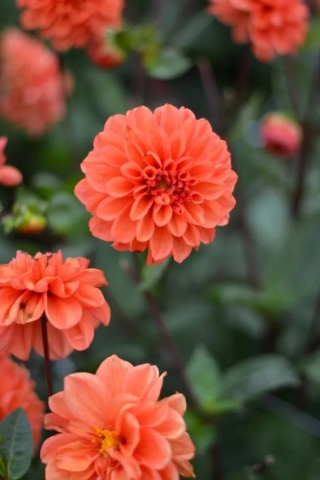 Dahlia Orange nugget