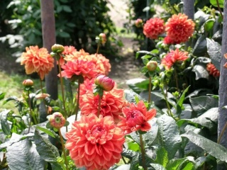 Dahlia Orange nugget