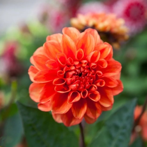 Dahlia Orange nugget