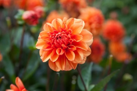 Dahlia Orange nugget