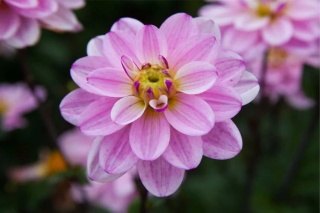 Dahlia Pacific jewel