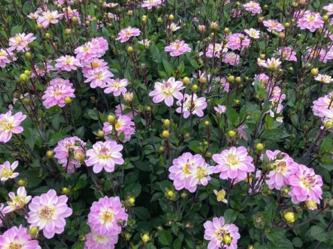 Dahlia Pacific jewel