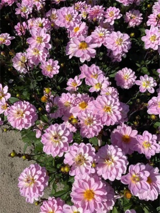 Dahlia Pacific jewel