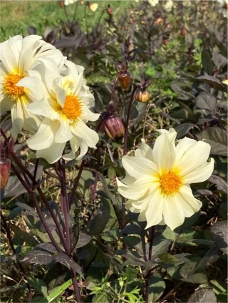 Dahlia Dainty lady