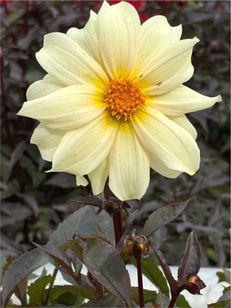 Dahlia Dainty lady