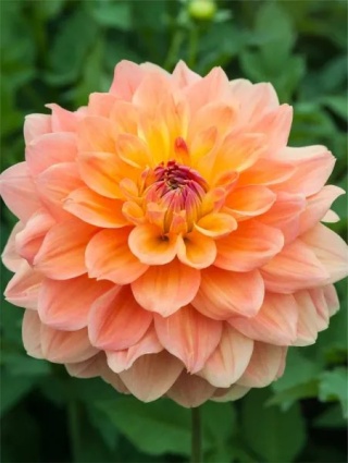 Dalia Ace Summer Sunset