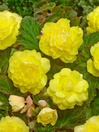 Begonia Dubbel geel