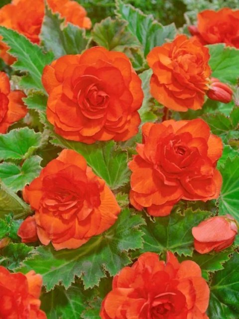 Begonia Dubbel orange