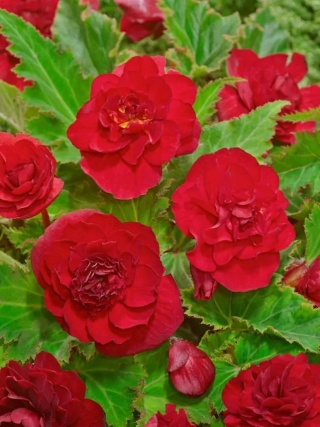 Begonia Dubbel rood