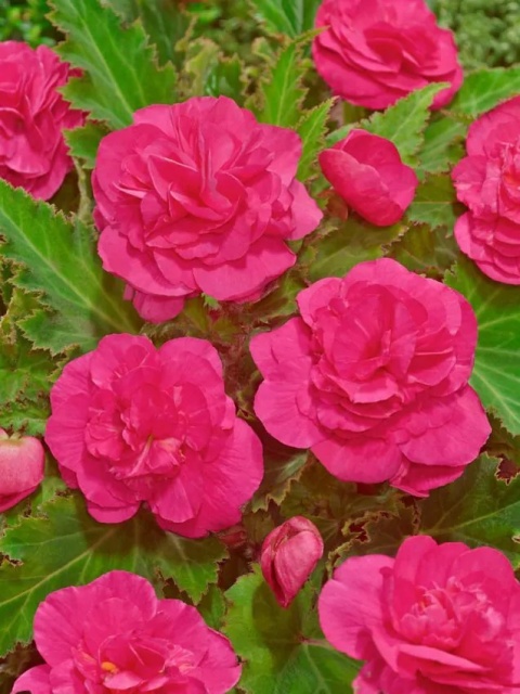 Begonia Dubbel roze