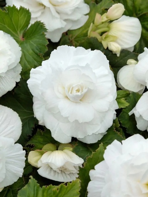 Begonia Dubbel wit