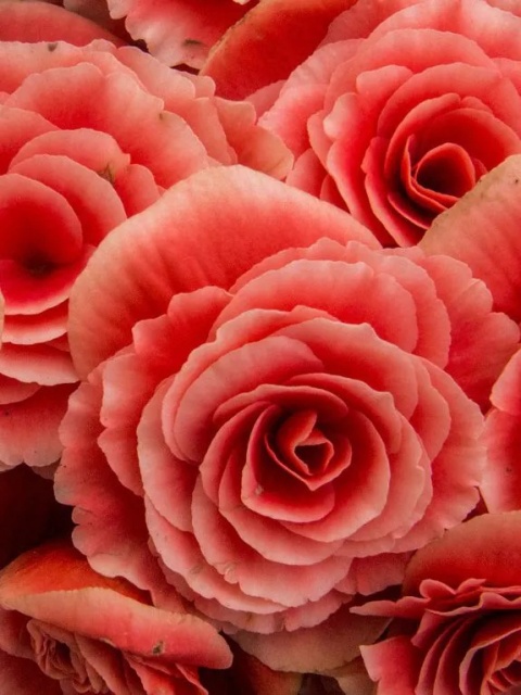 Begonia Dubbel zalmroze