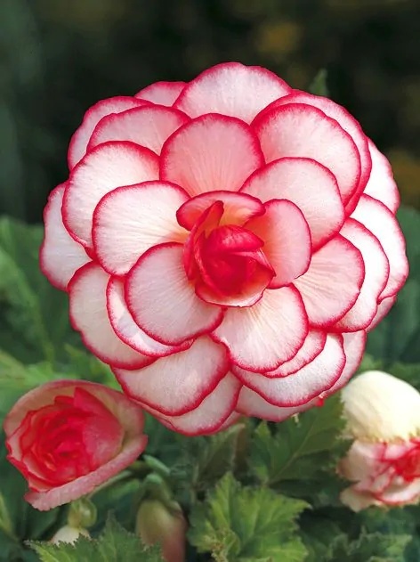 Begonia Picotee wit