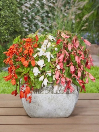 Begonia San francisco