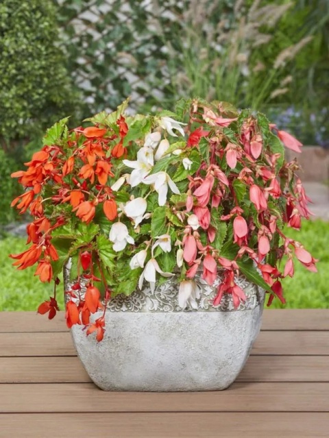 Begonia San francisco