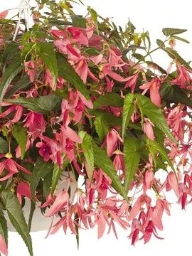 Begonia San francisco